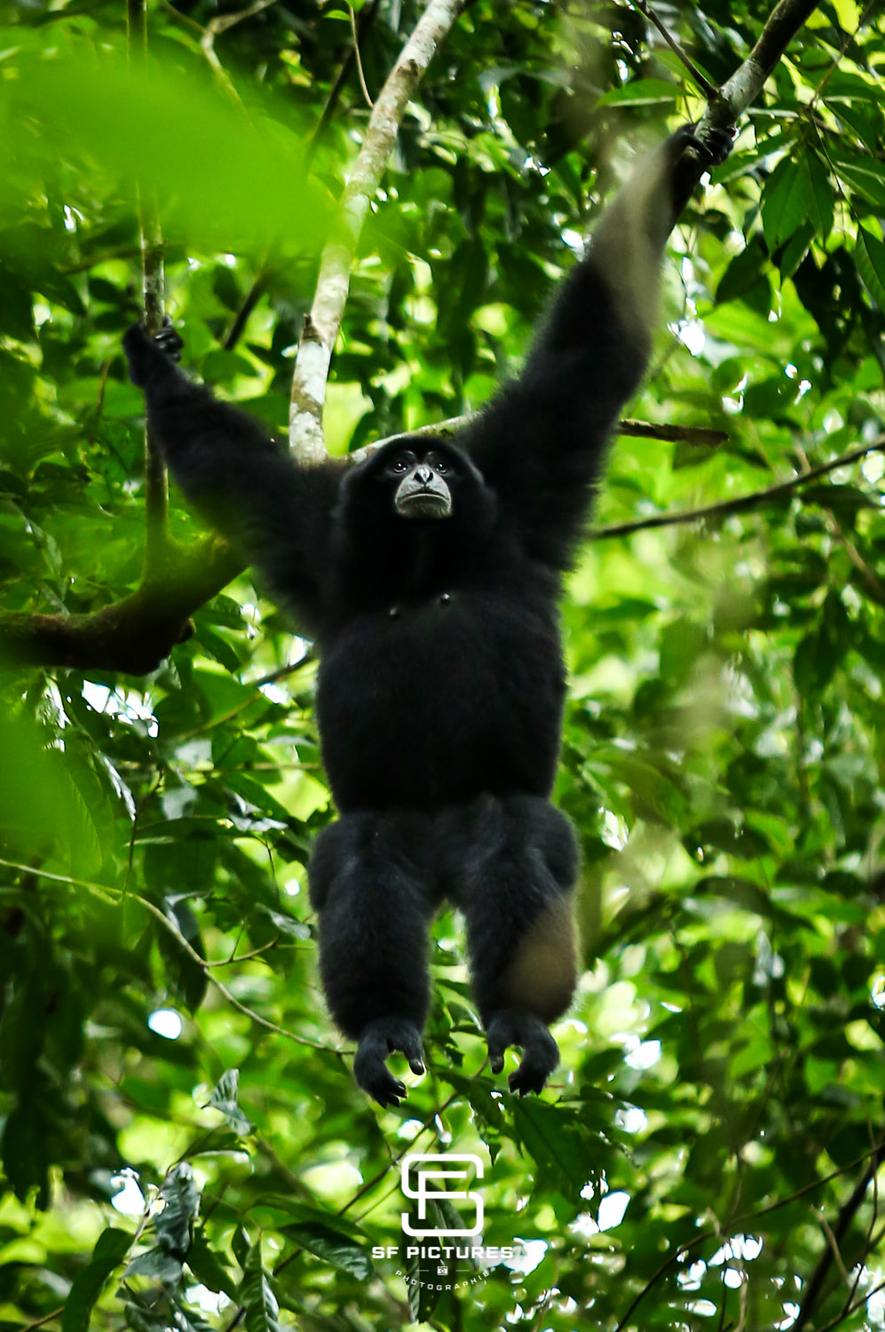 Gibbon Noir, Forêt Tropicale de Sumatra, Indonésie