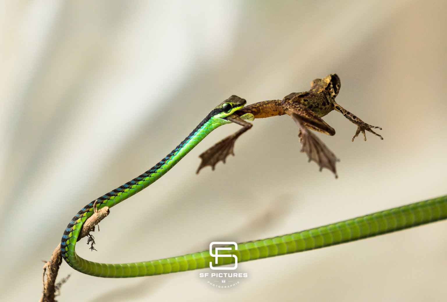 Chrysopelea Paradisi, Forêt Tropicale de Sumatra, Indonésie
