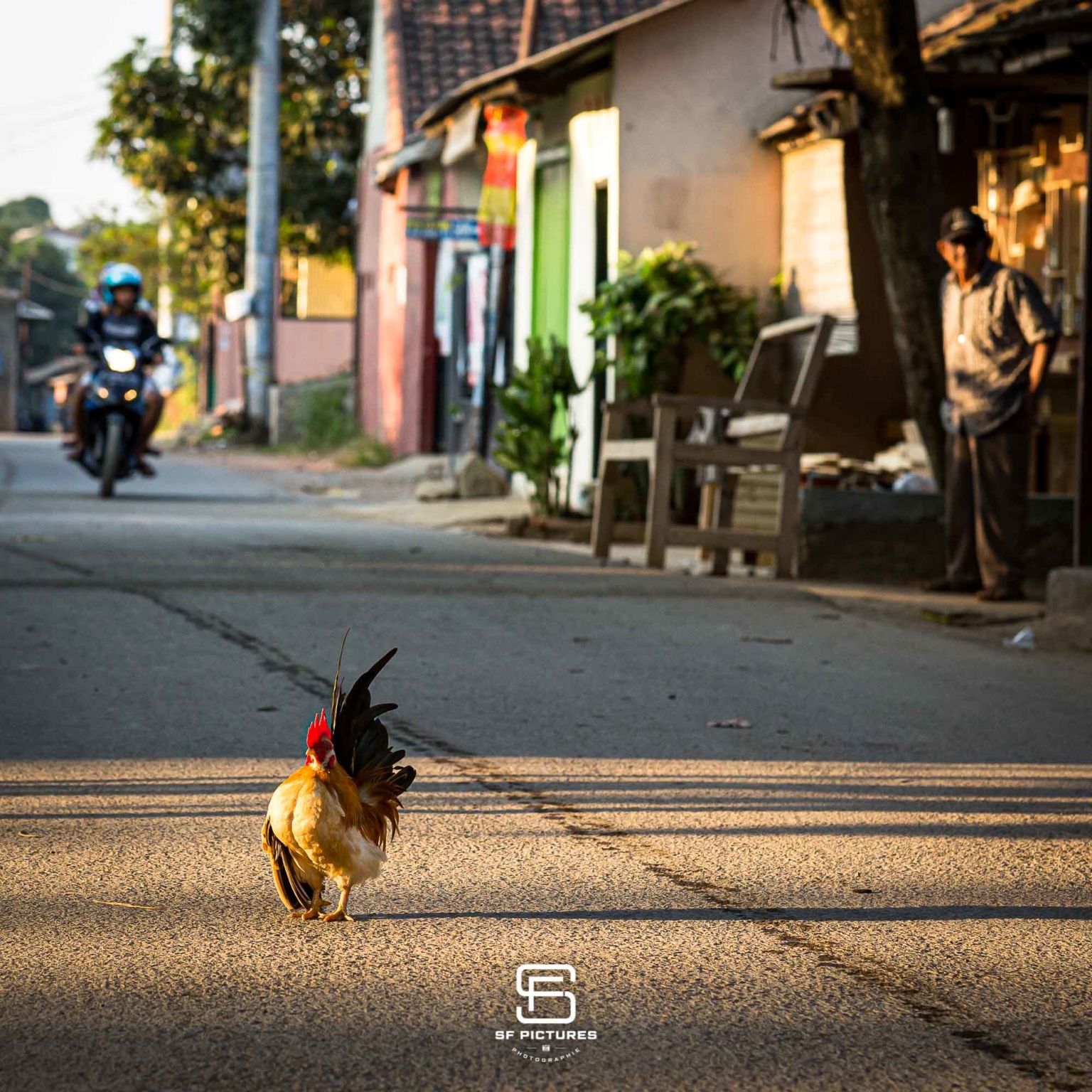 Coq de rue, Cikampek, Java, Indonésie